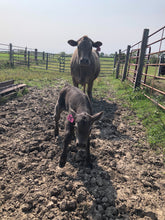 Load image into Gallery viewer, Brownie Calf Blanket