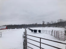 Load image into Gallery viewer, Cows Coming in to Eat Blanket