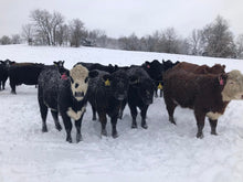Load image into Gallery viewer, Snow Heifers Blanket