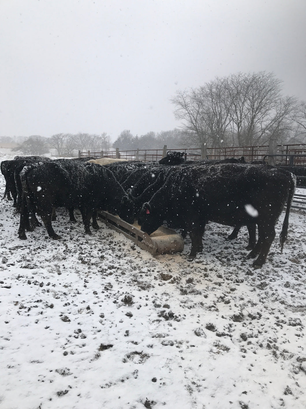 Winter Cows Blanket