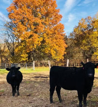 Load image into Gallery viewer, Fall Heifer Blanket
