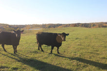 Load image into Gallery viewer, Autumn Cow Blanket
