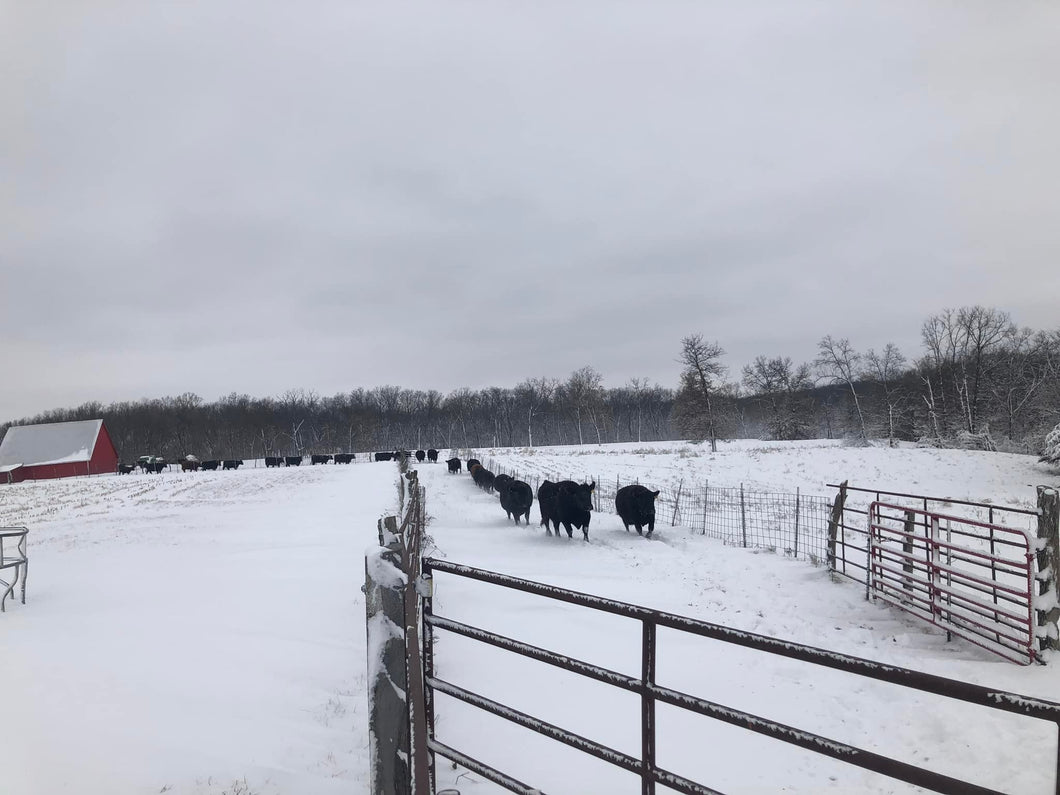 Cows Coming in to Eat Blanket