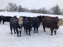 Load image into Gallery viewer, Snow Heifers Blanket
